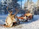 Катание на северных оленях - Подарочные сертификаты и подарки-впечатления | Интернет-магазин Fun-Berry, Екатеринбург