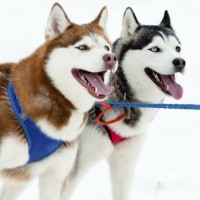 Катание на собаках породы Хаски для пары - Подарочные сертификаты и подарки-впечатления | Интернет-магазин Fun-Berry, Екатеринбург